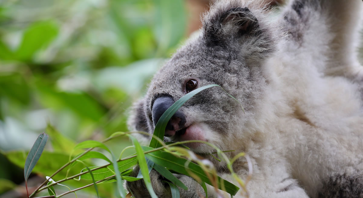 website-design-reptile-park website design reptile park